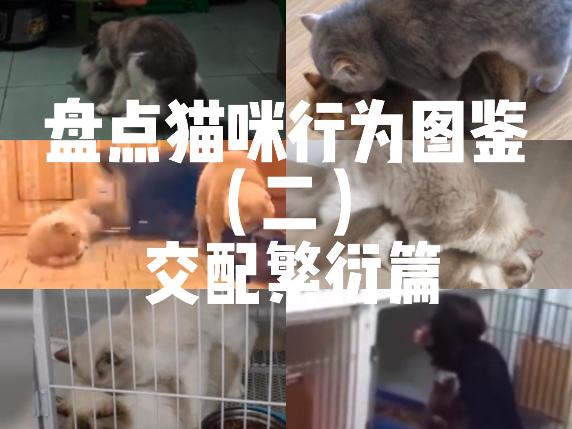 繁殖視頻應用下載(繁殖方法及栽培技術)下載