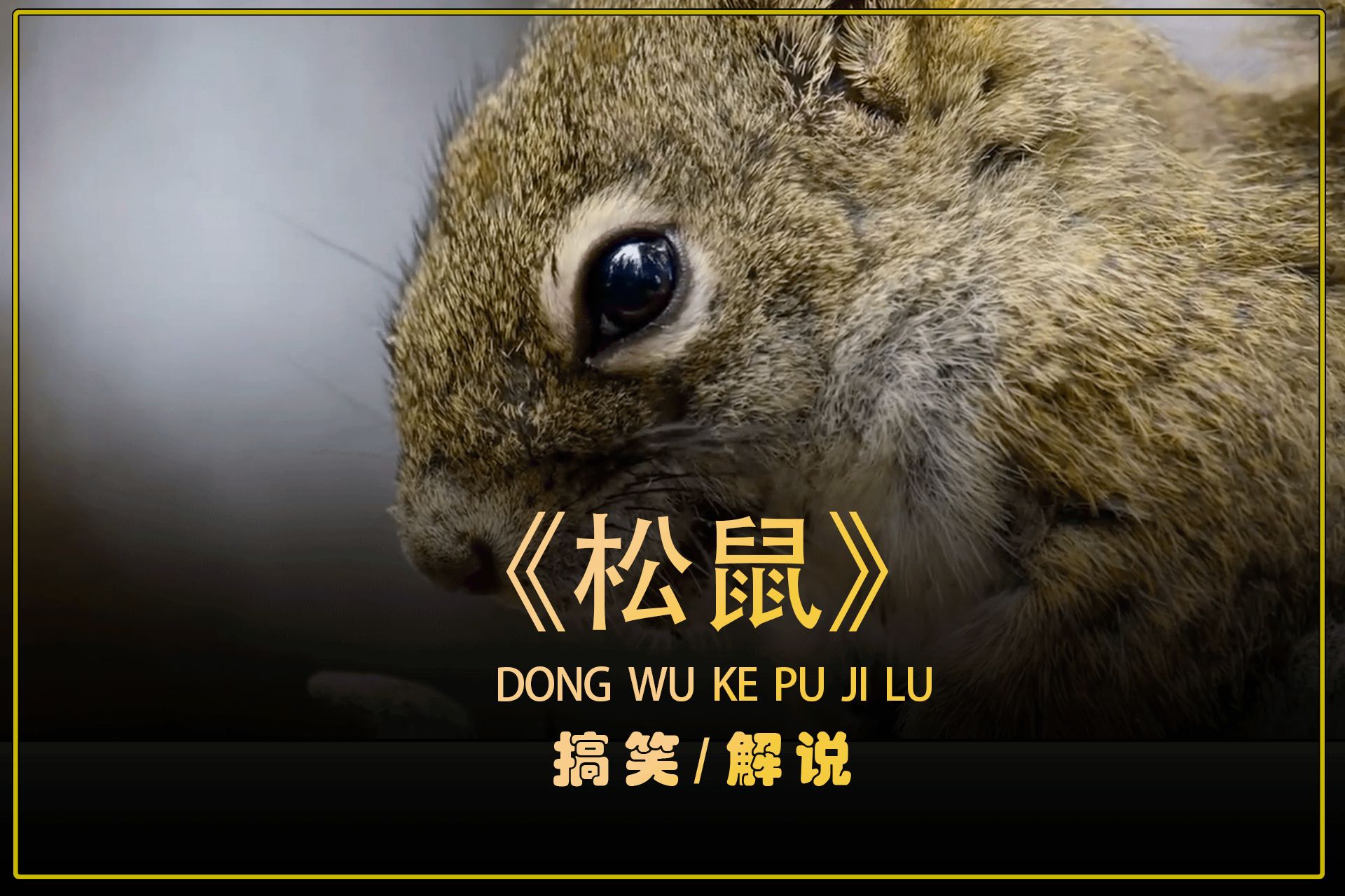 松鼠視頻應用下載安裝(松鼠視頻應用下載安裝免費)下載