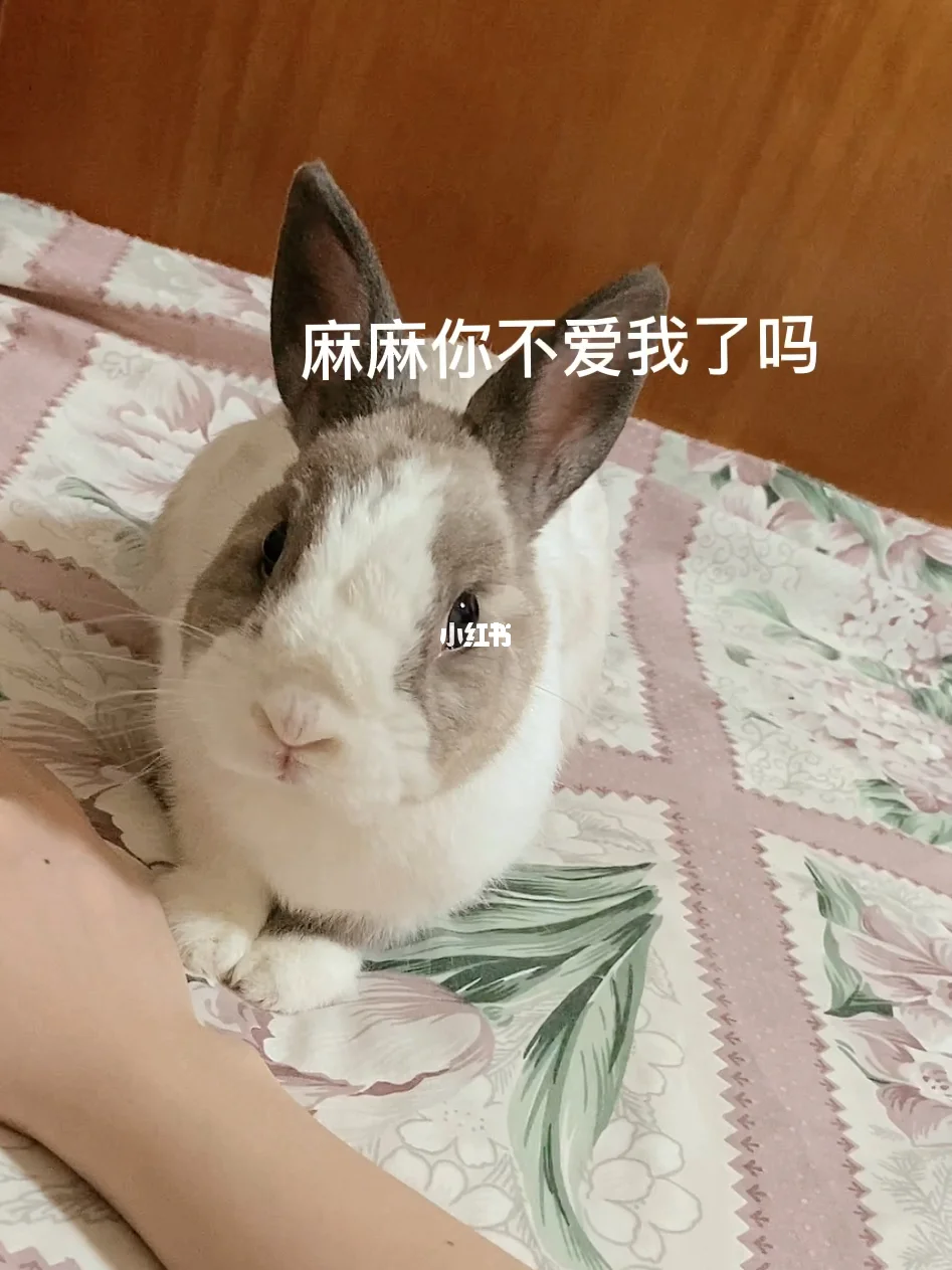 兔子翻譯器應(yīng)用下載(兔子翻譯器應(yīng)用下載蘋果版)下載