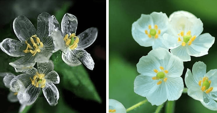 花卉行業(yè)科技前沿資訊(花卉行業(yè)的現(xiàn)狀和發(fā)展趨勢)下載