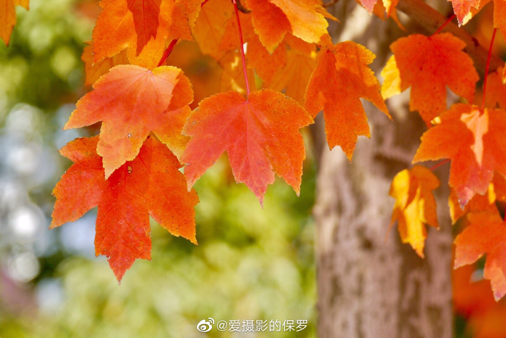 楓葉科技最新資訊(楓葉控股集團上市了嗎?)下載